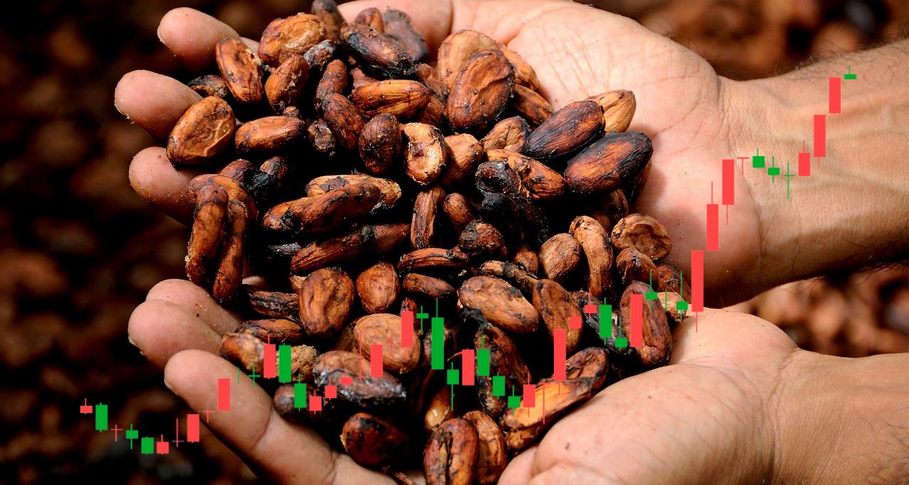 baccelli di cacao tra le mani